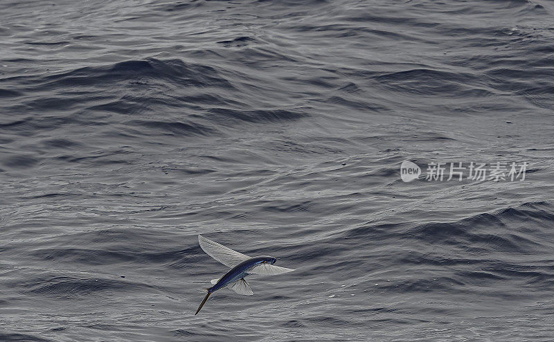 大洋洲飞鱼，Cheilopogon pinnatibarbatus melanocercus，是长尾飞鱼科飞鱼的一个亚种，发现于澳大利亚新南威尔士州和新西兰周围的水面。它的长度可达45厘米。飞过的